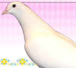 Oko San