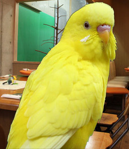 Rabu
